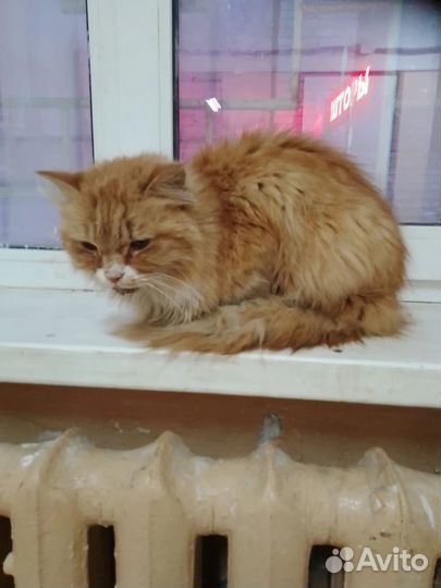 Кот в добрые руки