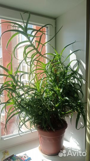 Алоэ столетник