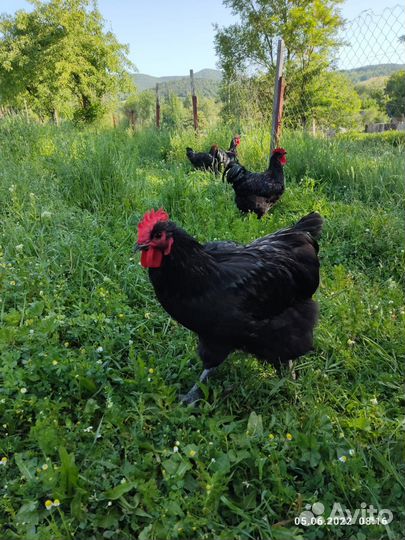 Молодые куры петушки