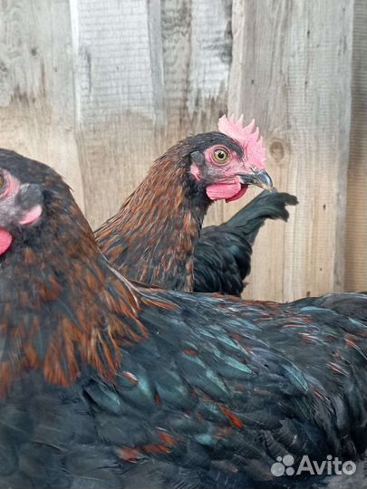 Петухи маран чёрно-медный