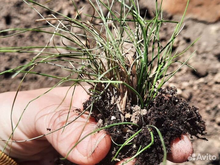 Овсяница сизая