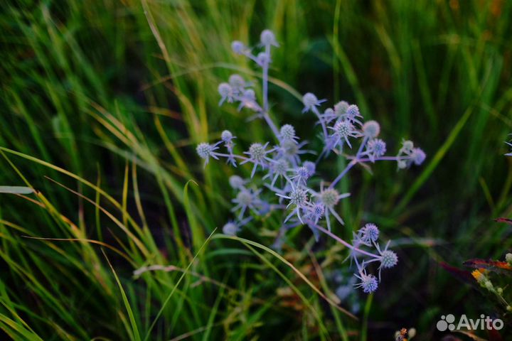 Объектив fujifilm