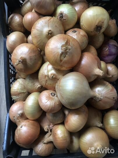 Лук севок штутгарт шекспир кармен- смесь