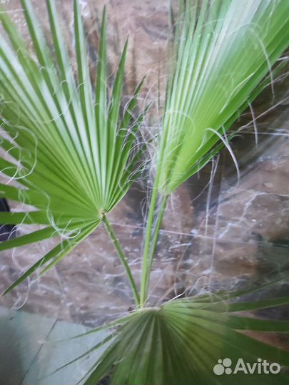 Пальма вашингтония