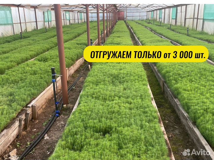 Саженцы сосны зкс от производителя