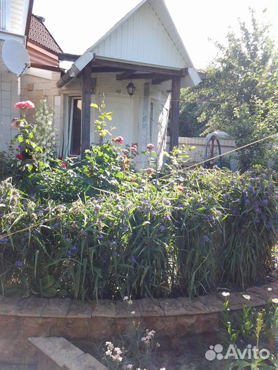 Рассада многолетних цветов