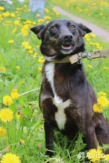 Две сестрички ищут дом