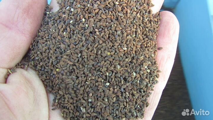 Семена фацелии