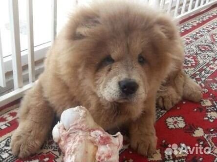 Чау чау вязка