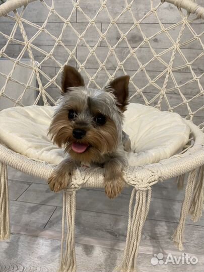 Йоркширский терьер мини