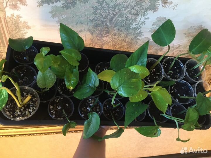 Комнатные цветы