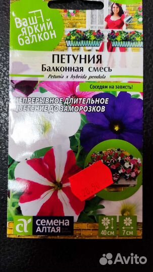 Рассада астры