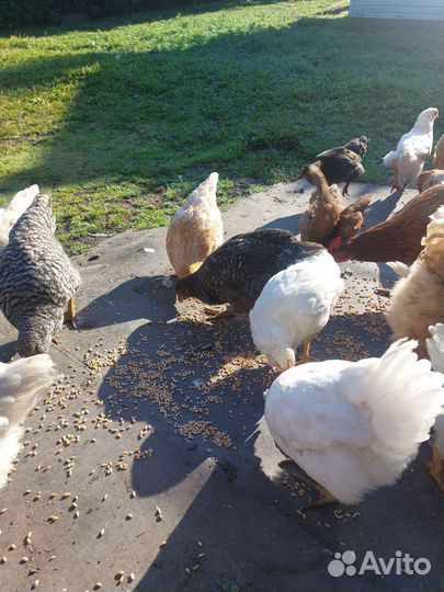 Куры молодки несушки