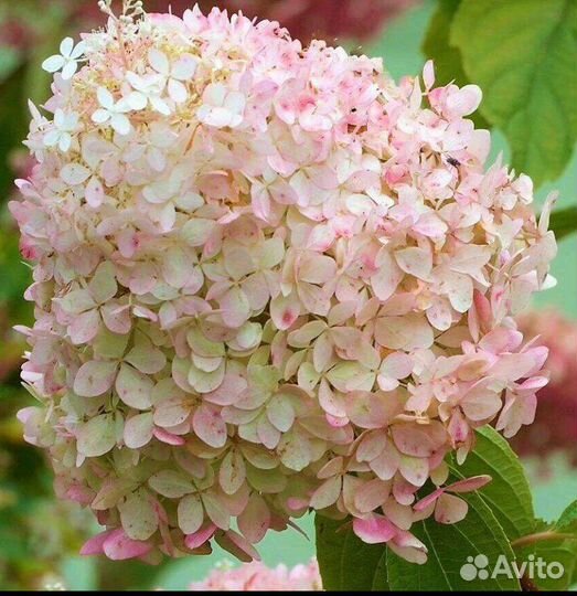 Гортензия метельчатая в ассортименте