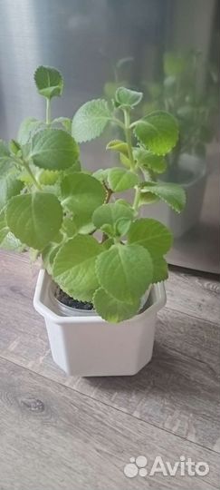 Комнатная мята