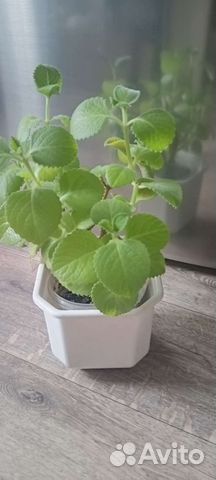 Комнатная мята