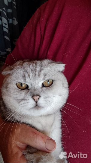 Шотландская