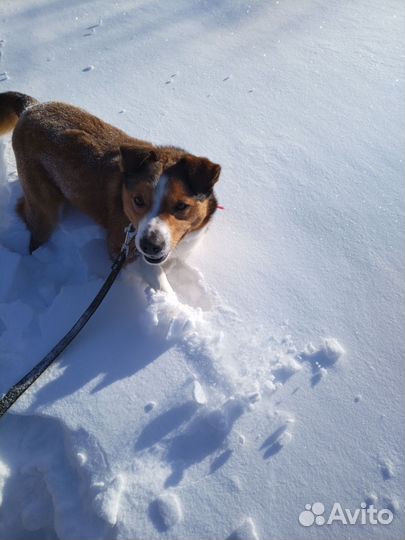 Собака в добрые руки отдам бесплатно