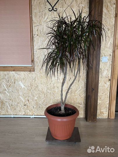 Комнатные растения цветы большие