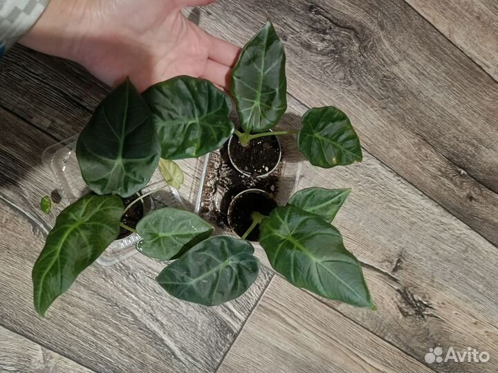 Алоказия Регал Шилдс