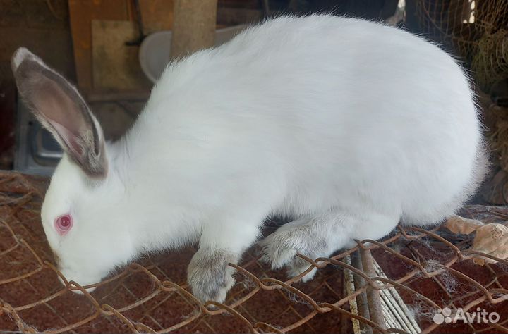 Продам кроликов на племя породы калифорнийской