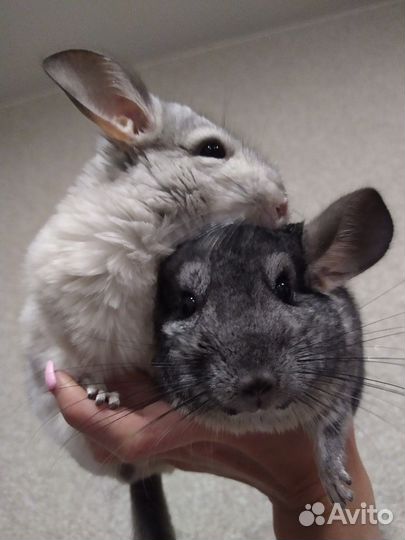 Бронь Замечательная шиншилла