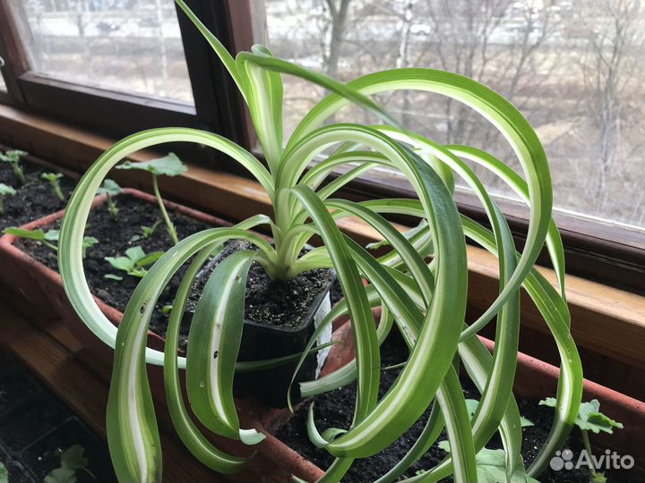 Комнатные цветы Хлорофитум