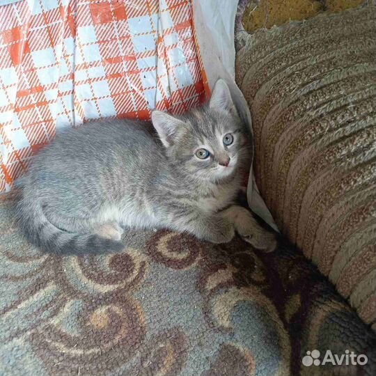 Отдам в добрые руки