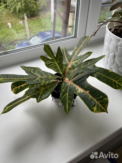 Кодиеум кротон