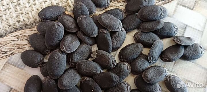 Тыква груша