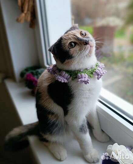 Ошейник для кошек и собак. Декоративный