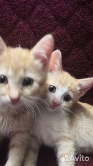 Рыжий котенок