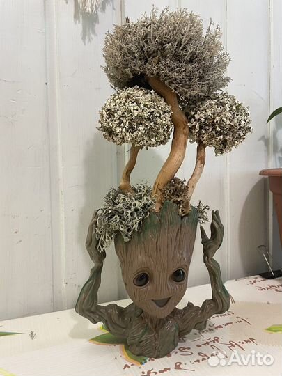 Цетрария, Исландский мох - грут