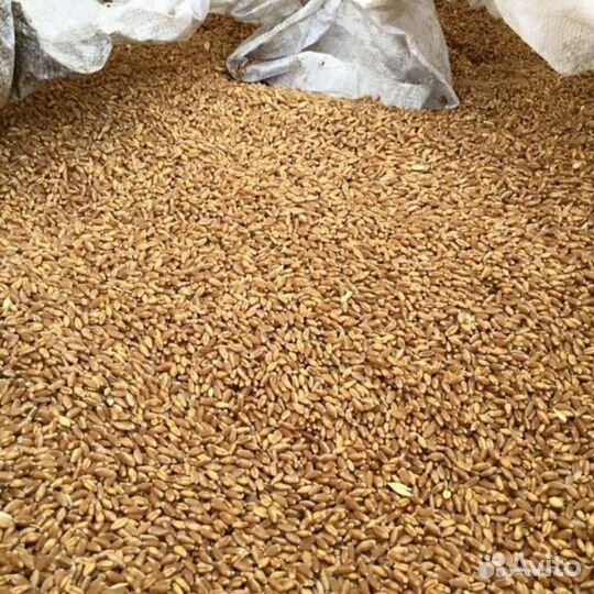 Озимая рожь, пшеница, овес, ячмень