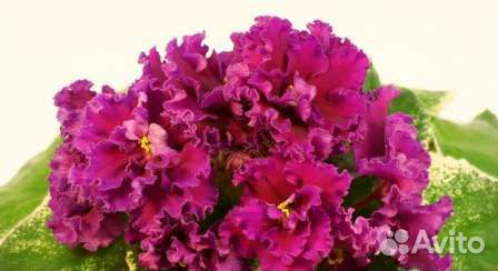 Фиалки-детки