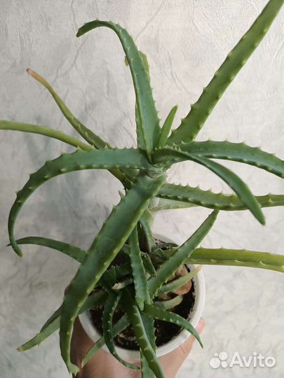 Седум рео замик хойя алое пеперомия растения