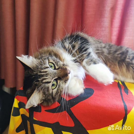 Кошка в дар бесплатно