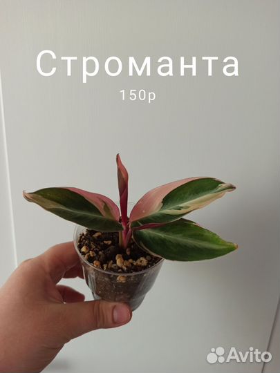 Строманта триколор