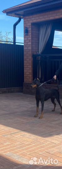 Вязка кабель 3 года доберман