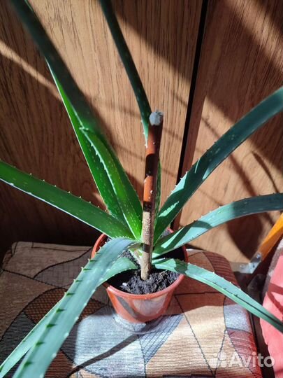 Алое вера растение