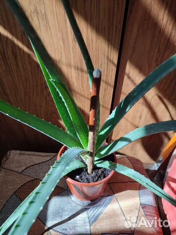 Алое вера растение