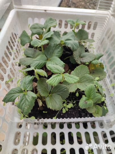 Рассада ремонтантной клубники