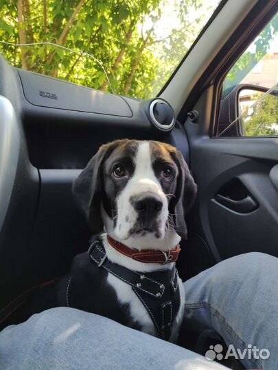 Бигль мальчик