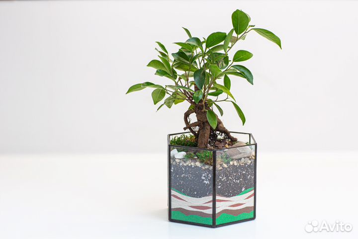 Флорариум Бонсай