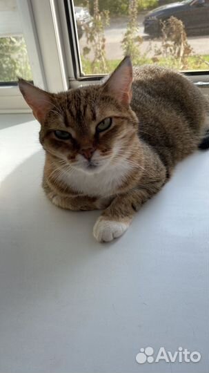 Ласковая кошечка