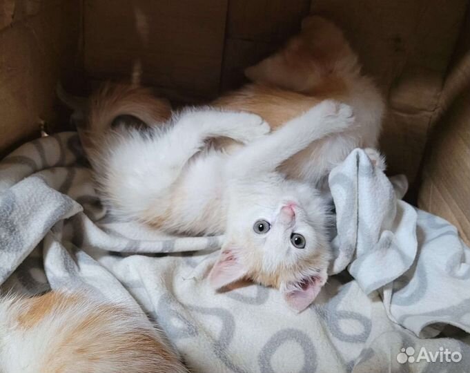 Котята ищут дом