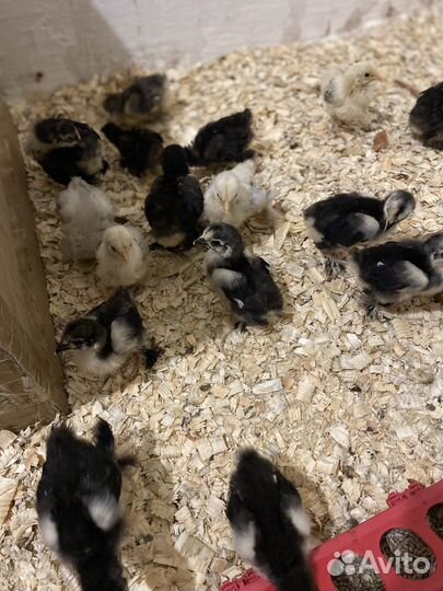 Цыплята карликового кохинхина