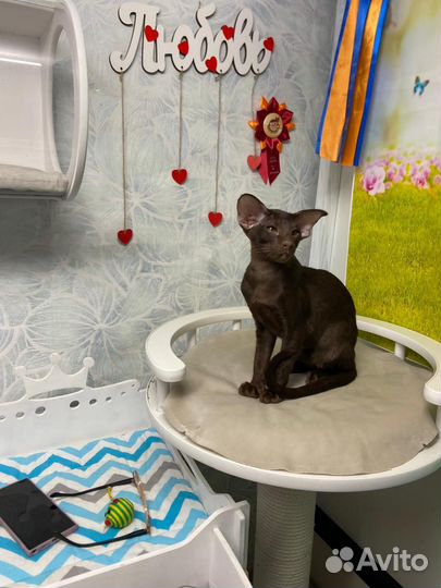 Ориентальный котенок