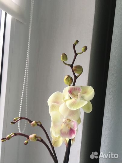 Орхидея фаленопсис биг лип