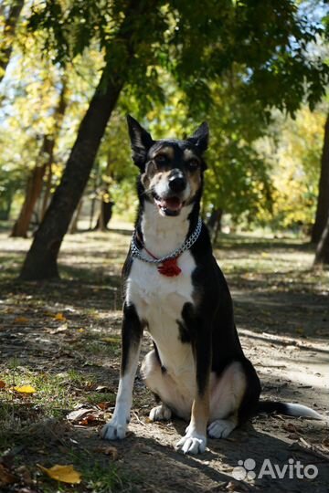 Фотосессия с ротвейлером